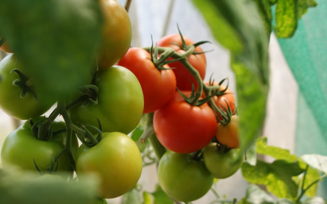 4 Fruits and Vegetables You Can Harvest from Gardening